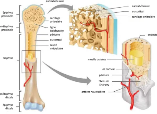 Figure I.2 – Organisation anatomique d’un os long.