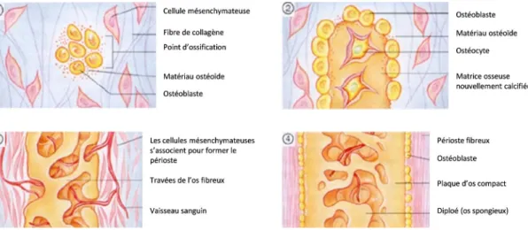 Figure I.8 – Représentation des étapes de l’ossification endomembraneuse.