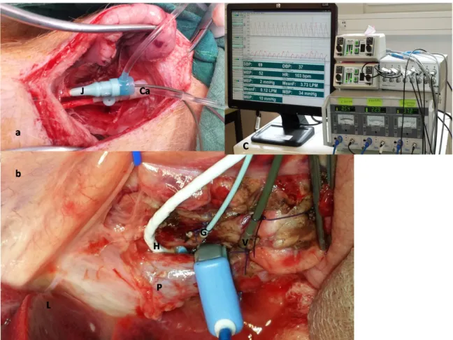 Figure   2:   a)   Neck   incision   with   cannulated   jugular   vein   (J)   and   carotid   artery   (ca),   b)   probes    installed   for   flow   measurements   around   (p)   portal   vein,   (H)   hepatic   artery   and   for   pressure    measure