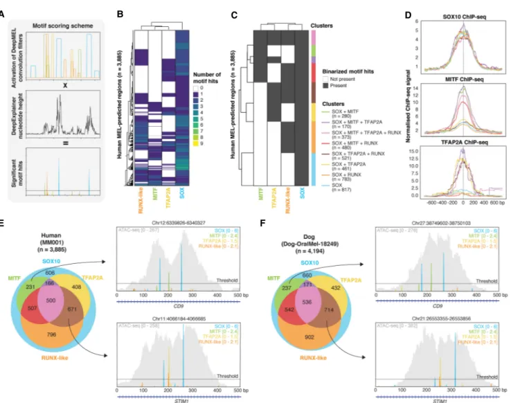 Figure 5. Core Regulatory Complex of MEL melanoma enhancers. (A) Schematic overview of motif scoring method in which extended convolutional filter hits from DeepMEL are multiplied by DeepExplainer profiles to yield significant motif hits