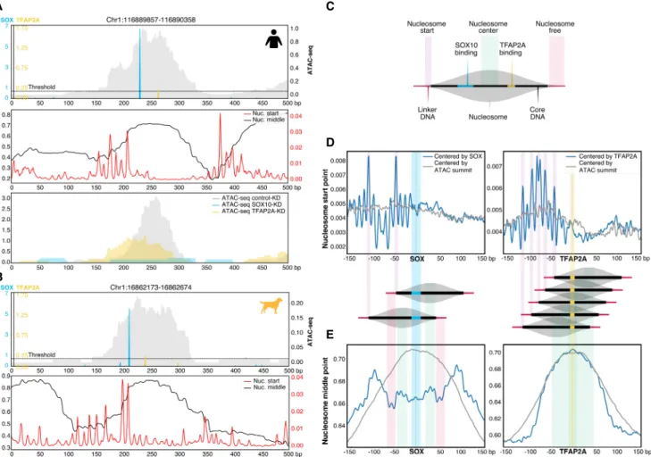 Figure 6. Positional specificity of SOX10 and TFAP2A in MEL melanoma enhancers. (A,B, top) Example human (A) and dog (B) MEL-predicted enhancer containing significant SOX10 and TFAP2A motifs