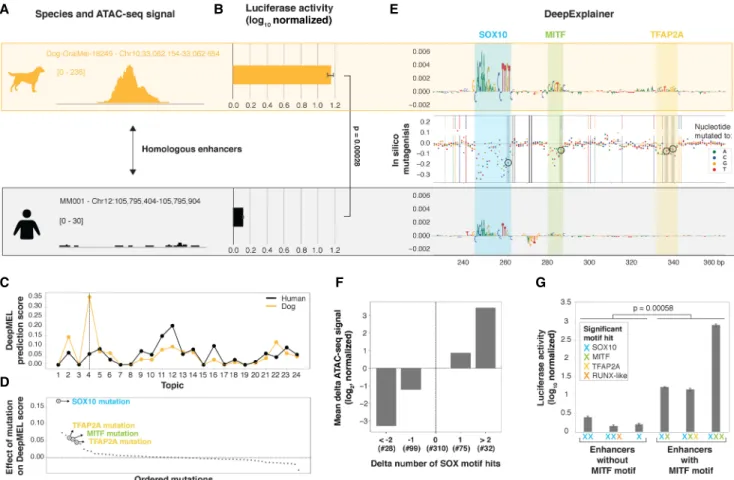 Figure 7. Predicting causal mutations of evolutionary changes in MEL enhancers. (A,B) Example region upstream of APPL2 that is accessible (A) and active (B) in the MEL dog line Dog-OralMel-18249 but not in human MEL lines