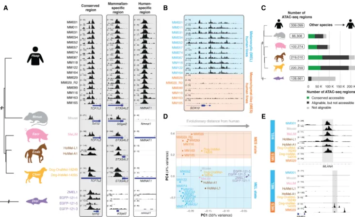 Figure 1. Comparative epigenomics reveals conservation of two main melanoma states. (A) Evolutionary relationship between the six studied species, represented by a phylogenetic tree (NCBI taxonomy tree)