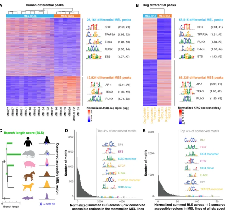 Figure 2. Conservation of binding motifs of master regulators of MEL and MES melanoma states