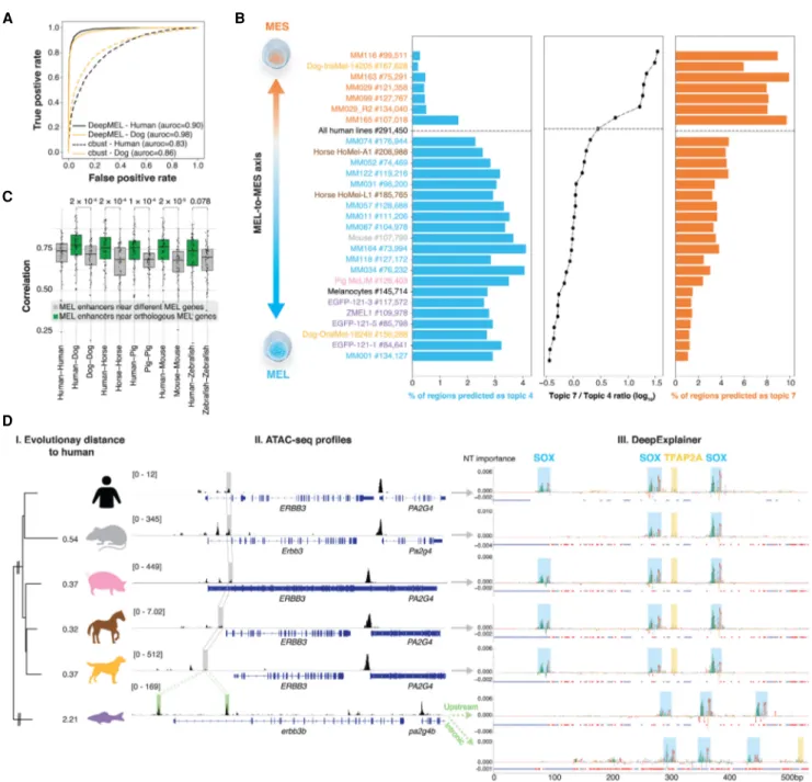 Figure 4. Human-trained deep learning model applied to cross-species ATAC-seq data. (A) Performance of DeepMEL and Cluster-Buster (cbust) in clas- clas-sifying MEL and MES differential peaks in human and dog