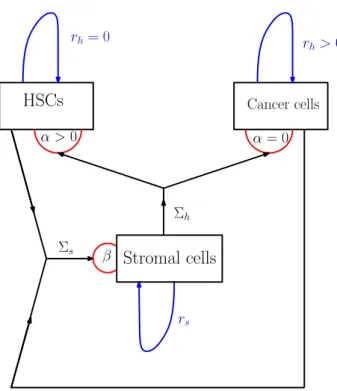 Figure 1: An illustration for interacting messages between (healthy and malignant) HSCs and stromal cells.