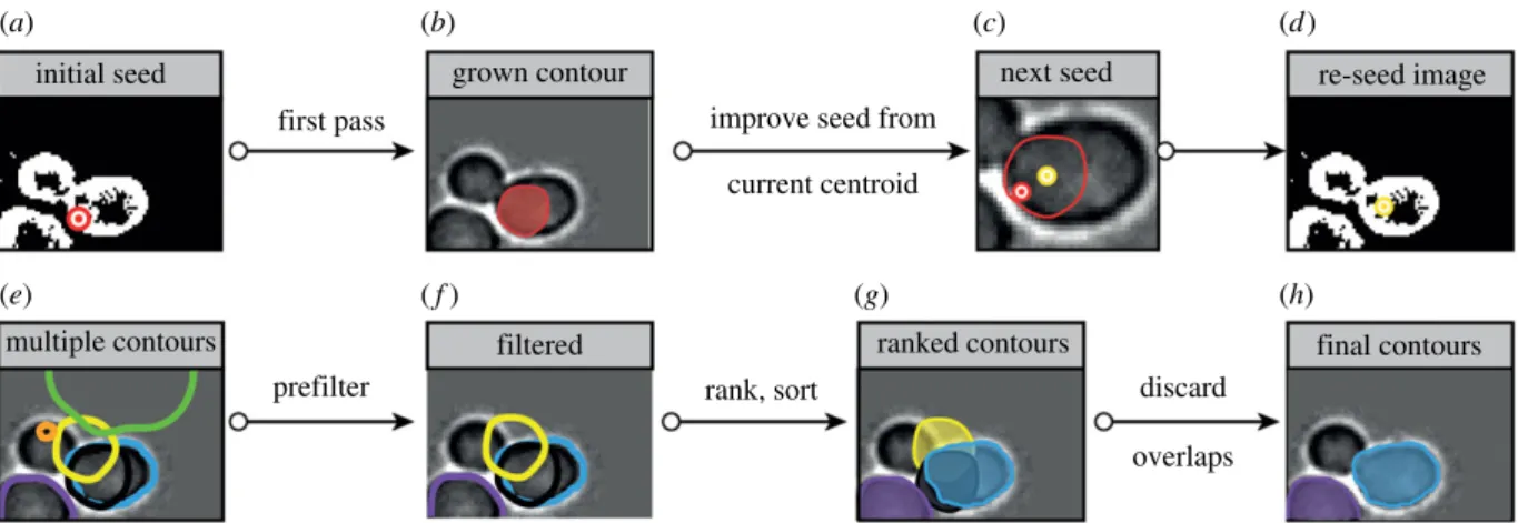 Figure 3. Contour seeding and ranking. (a–d) Improving contour detection by seed relocation
