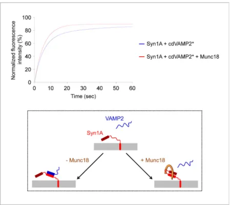 Fig 5. Interaction between SNARE proteins in a sponge phase. The full length Syn1A protein and the cytoplasmic domain of FITC-labeled VAMP2 protein (cdVAMP2 * ) were reconstituted into two separate sponge phases (at the respective lipid-to-protein molar ra