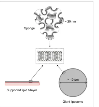 Fig 1. Various lipidic platforms used in this work to study the mobility and interaction of lipids and proteins within membranes