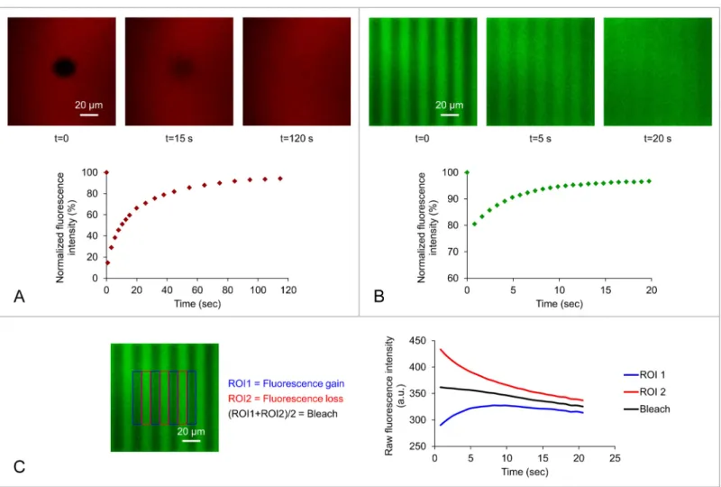 Fig 2. Fluorescence recovery of (A) DOPE-Rho or (B) DOPE-NBD lipids in the outer monolayer of a supported DOPC lipid bilayer following photobleaching of (A) a fluorescent disk of d = 20 μ m diameter or (B) a pattern of fluorescent fringes separated by f = 