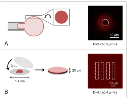 Fig 4. Experimental set-up used to perform FRAP experiments on (A) giant liposomes or (B) sponge phases.