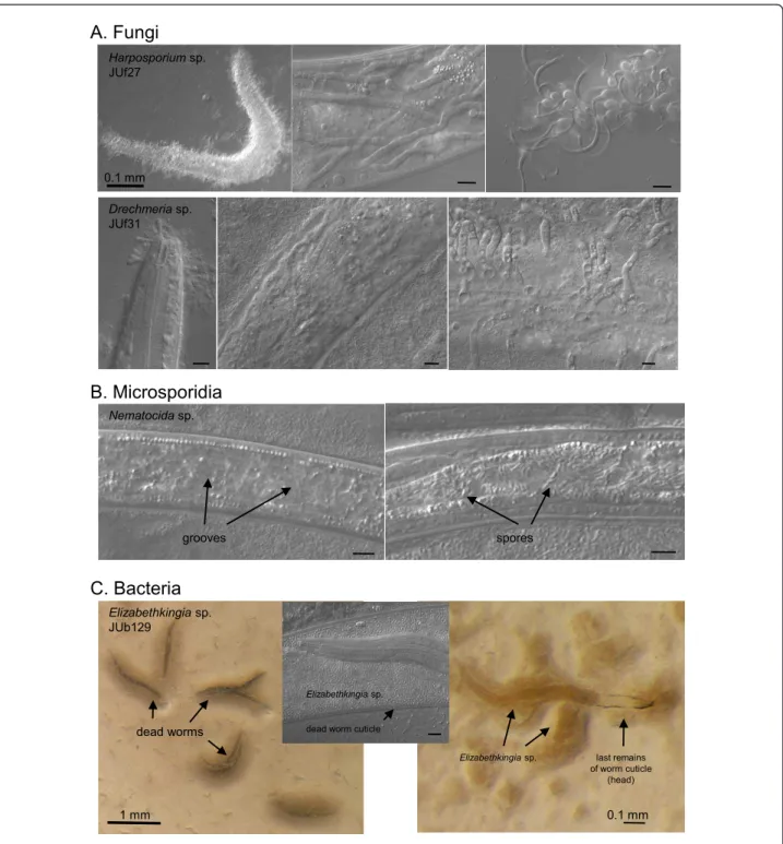 Figure 4 Pathogens in natural C. elegans and C. briggsae populations. (A) Fungal pathogens