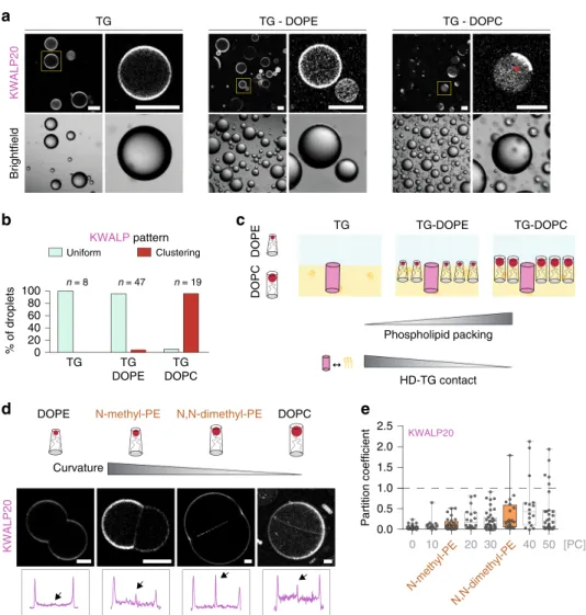 Fig. 4 The partitioning of KWALP is altered by phospholipid shape. a KWALP20 surface distribution in bare TG-buffer droplets or in TG-buffer droplets covered by DOPE or DOPC