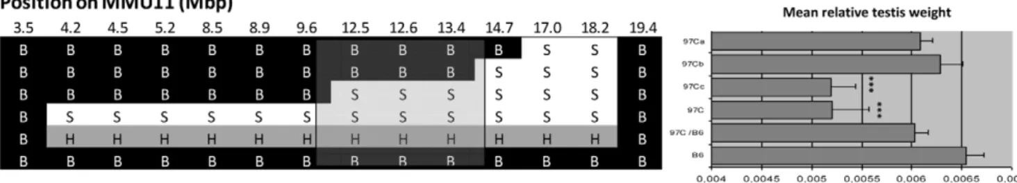 Table 1. List of genes and annoted sequences localized between 9.6 and 14.7 Mbp on Mouse Chromosome 11.