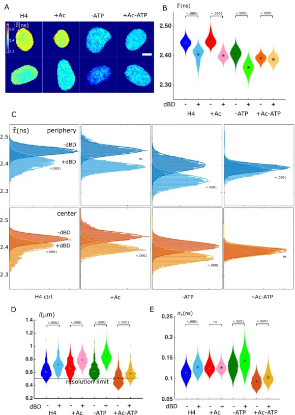 Figure 3. Chromatin accessibility and its fluctuations depend on subnuclear localization, histone acetylation and metabolic state (A) Typical images of time-averaged fluorescence lifetime ˜ τ in HEK cells expressing EGFP-H4 in untreated (H4), hyper-acetyla