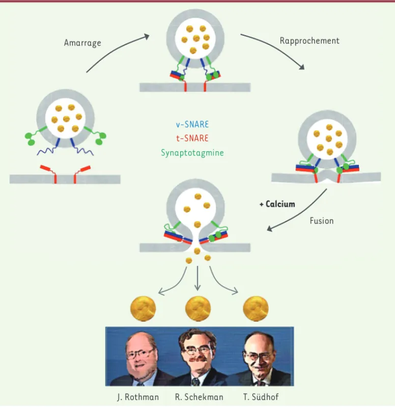 Figure 1. Les découvertes de  J. Rothman, R. Schekman et  T. Südhof ont permis  d’élu-cider les mécanismes  molé-culaires qui orchestrent le  trafic vésiculaire