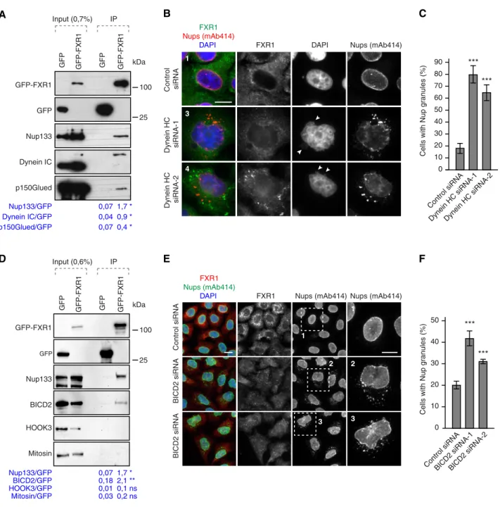 Figure 6 . FXR 1 works together with the dynein-BICD 2 complex to inhibit cytoplasmic Nup granules formation.