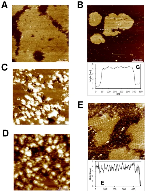 Fig 4. Residues of the second a helix and the C-ter extension of CcmK1 from Syn sp. PCC6803 are required for formation of polygonal mosaics