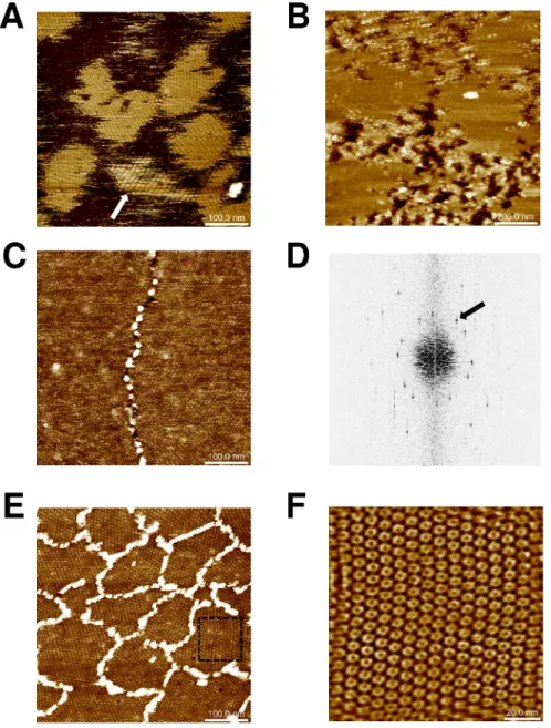 Fig 2. CcmK2 and CcmK4 assembling revealed by AFM. Images were recorded after absorption on mica of indicated amounts of proteins in phosphate buffers: 120 ng of K2 -TH at pH 6.0 (panel A), 60 ng of HT- K2 at pH 7.5 (B) and 120 ng of HT- K4 at either pH 7.