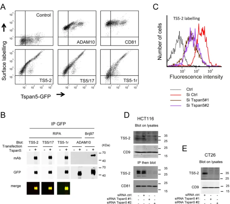 Figure 1. Characterization of new anti-Tspan5 mAb. A, flow cytometry analysis of U2OS cells expressing Tspan5 GFP and stained or not with mAbs to ADAM10, CD81, or three anti-Tspan5 mAbs