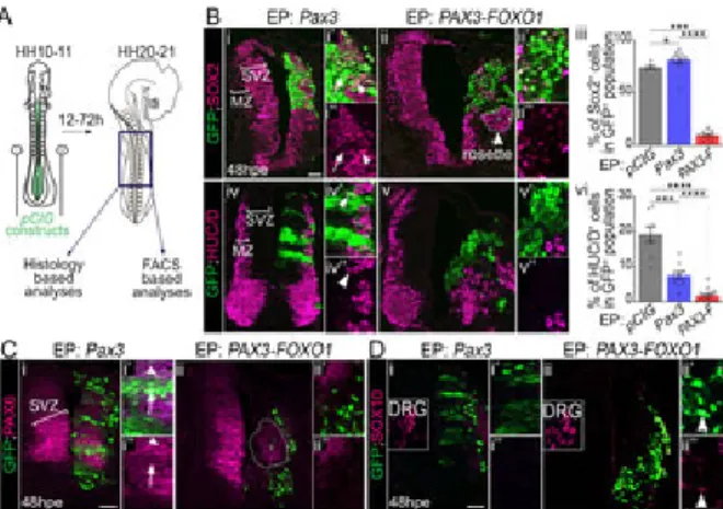 Fig 1. PAX3-FOXO1 switches off generic neurogenic marker expression in chick embryonic spinal cord.