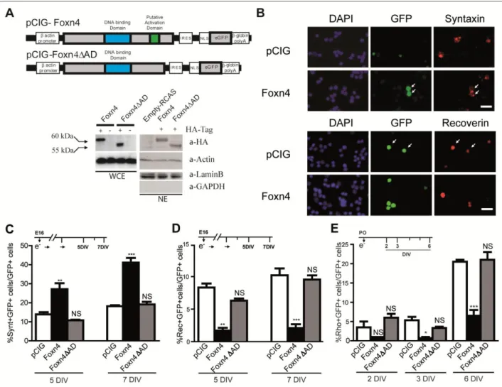 Figure 2 : Effects of misexpression of Foxn4 and FoxnAD during rat retinogenesis. 