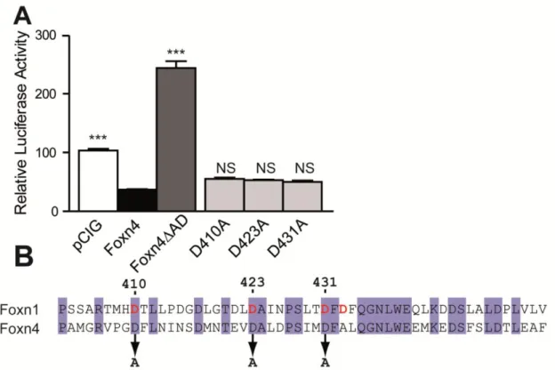 Figure 3: In vitro transcriptional activity of Foxn4 and its variants. 