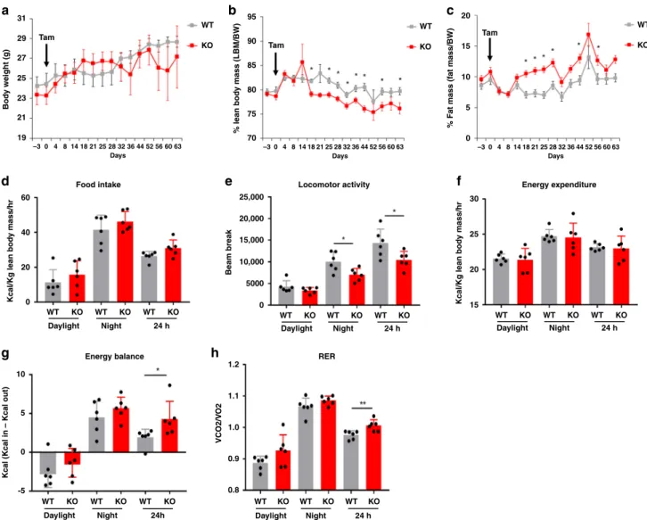 Fig. 2 Lkb1 deletion in the hepatocytes affects body composition and whole-body metabolism