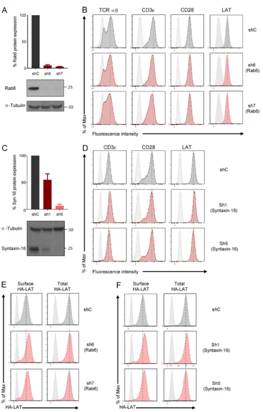 Figure S3.  Expression of surface markers and LAT in Jurkat cells silenced for Rab6 or Syntaxin-16