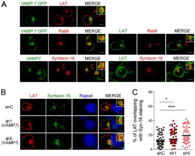 Figure 1.  LAT dynamically transits through the Golgi-TGN. (A) Confocal images of the relative localization of VAMP7-GFP and LAT or Rab6, endoge- endoge-nous VAMP7 and Syntaxin-16, or LAT and Rab6 or Syntaxin-16 in Jurkat T cells