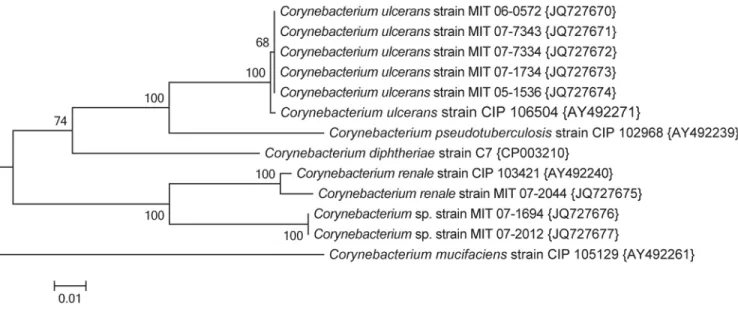 Figure 2. Evolutionary relationships of Corynebacterium based on the rpoB sequences.  
