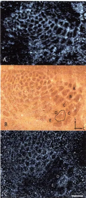 Figure  2-1.  cpgl5  expression  in  barrel  cortex  is  regulated  by  single  whisker experience