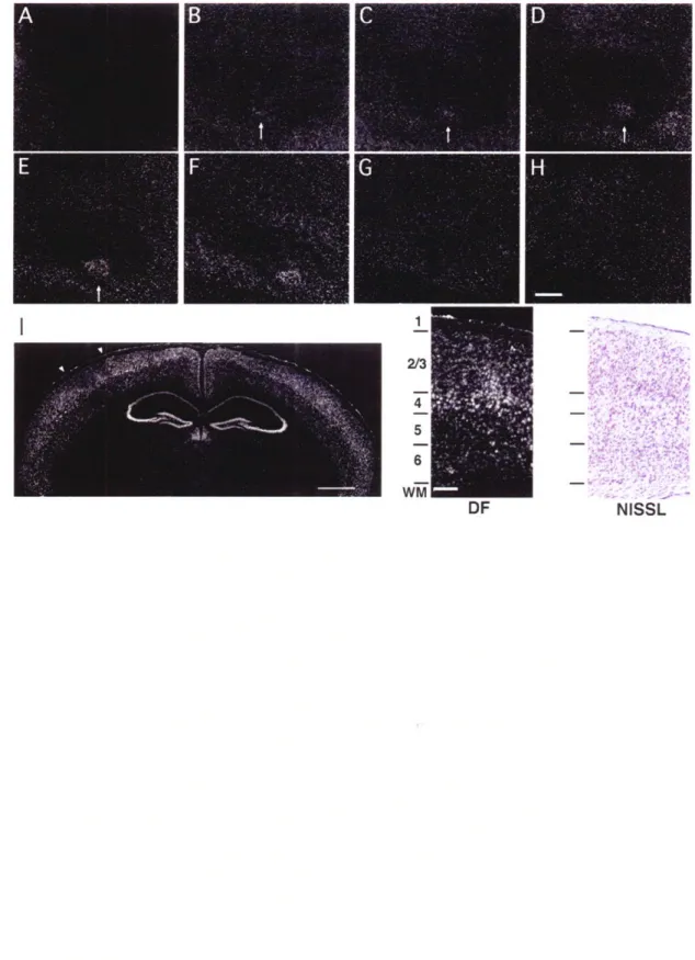 Figure  2-2. Activity dependent  cpgl5 expression  is  localized  to layers  II/III and IV of barrel  cortex.