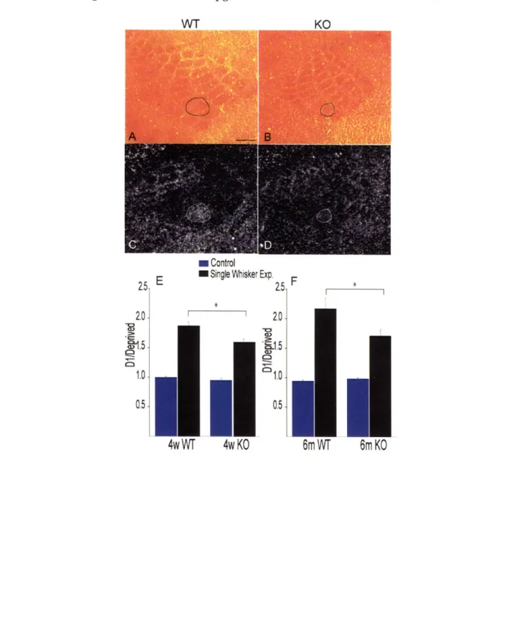 Figure 2-5.  Induction  of cpgl5  is diminished  in  CREB mutant mice.