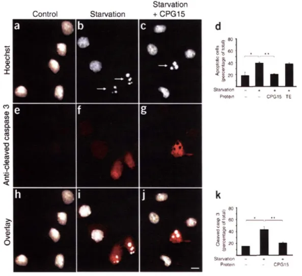 Figure 3-3.  Soluble  CPG15  rescues  cortical  neurons  from  apoptosis  induced  growth factor deprivation