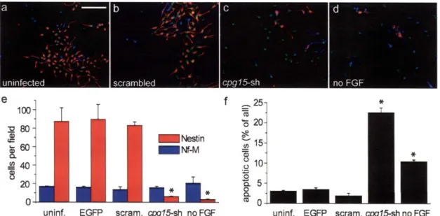 Figure 3-5.  Endogenous CPG15  is  required  for cortical progenitor  survival  in vitro
