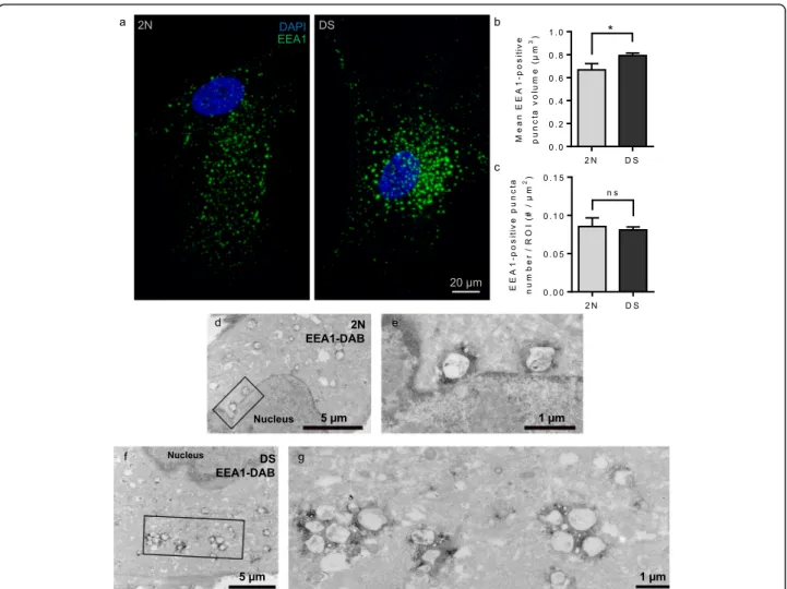 Fig. 2 Confocal microscopy and ultrastructural imaging of early endosomes in fibroblasts from individuals with DS