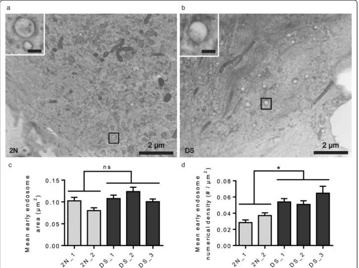 Fig. 3 Electron microscopy after high-pressure freezing in fibroblasts from individuals with DS