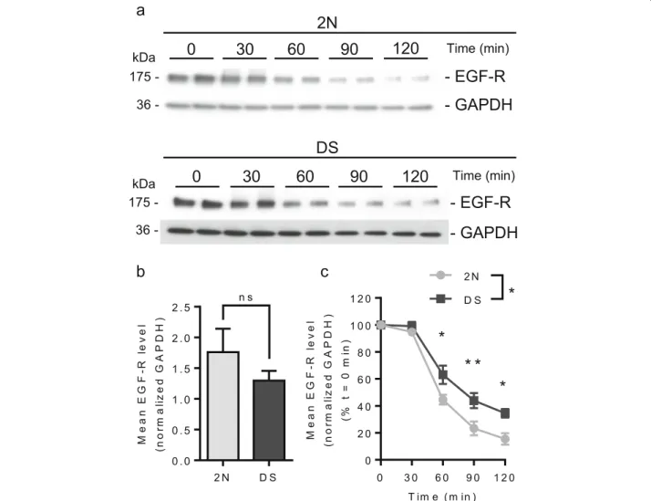 Fig. 7 MVB-dependent degradation of EGF-R in fibroblasts from individuals with DS and euploid controls