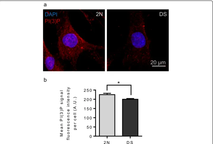 Fig. 9 PI (3) P level in fibroblasts from individuals with DS and euploid controls. a Representative images of PI (3) P staining (red) and DAPI (blue) in euploid fibroblasts and fibroblasts from individuals with DS; b Quantification of the PI (3) P signal 