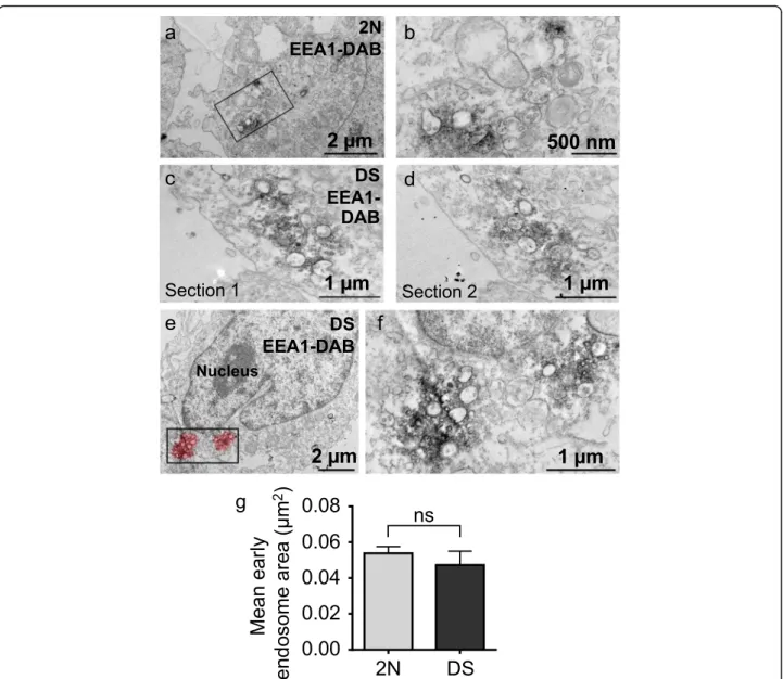 Fig. 1 Ultrastructural imaging of early endosomes in LCLs from individual with DS. a, b Electron micrograph representing EEA1 immunoperoxidase- immunoperoxidase-labelled early endosomes in a LCL from a euploid individual