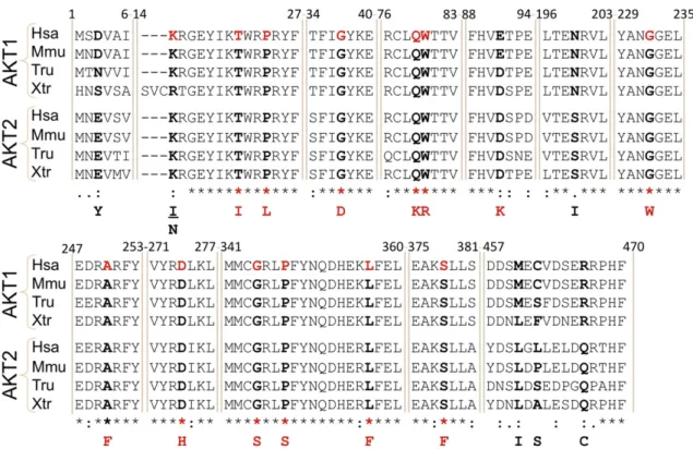 Fig. 3. Point mutations of AKT1 in JGCTs. Alignment of several AKT1 orthologous protein sequences from human (Homo sapiens, Hsa), mouse (Mus musculus, Mmu), puffer-ﬁsh (Takifugu rubripes, Tru) and the frog Xenopus tropicalis (Xtr) as well as the AKT2 paral