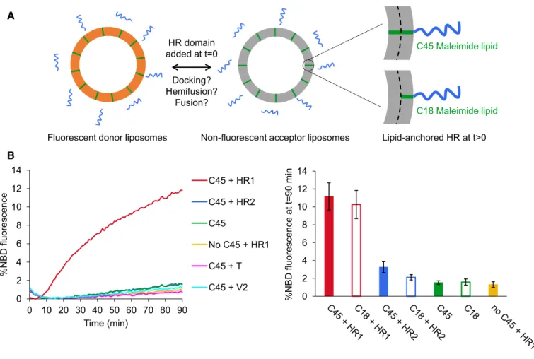 Figure 2 . The HR 1 domain of Mitofusin mediates lipid mixing between liposomes.