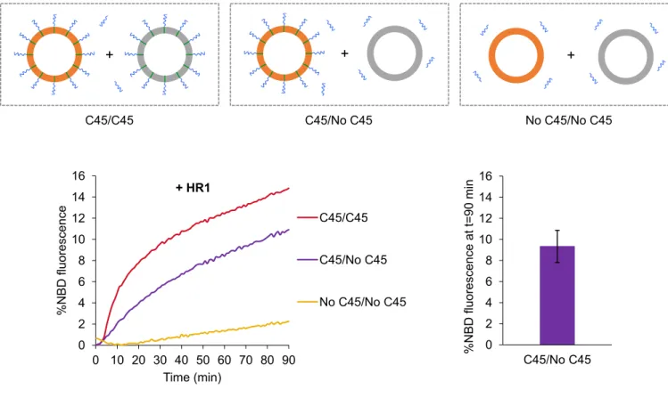 Figure 5. Membrane-anchored HR1 induces fusion with protein-free liposomes.