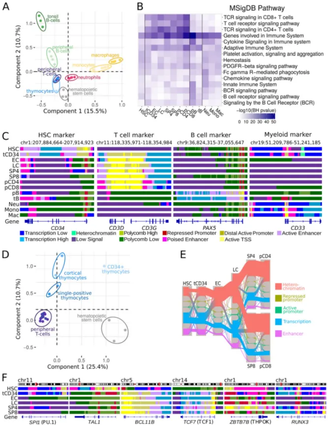 Figure 1. Reference epigenomes of human hematopoietic and T cell precursors. (A) MCA of human hematopoietic samples based on chromatin states.