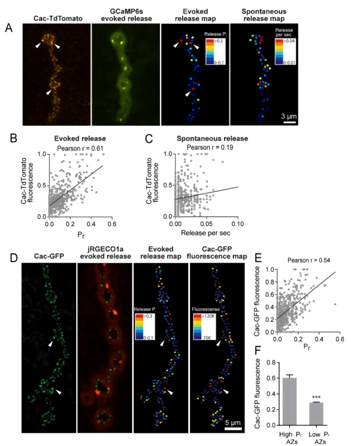 Figure 4. P r correlates with Cac channel abundance at AZs. (A) Representative images showing heterogeneous distribution of Cac-TdTomato at the NMJ of muscle 4 (left panel)