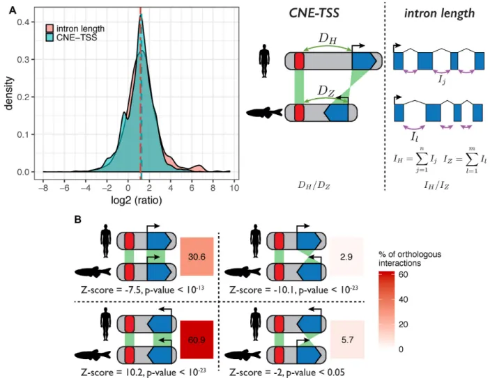 Figure 7. Distances between CNEs and target genes scale with genome size. (A) Pairwise comparison of CNE-TSS distances and intron lengths between human and zebrafish