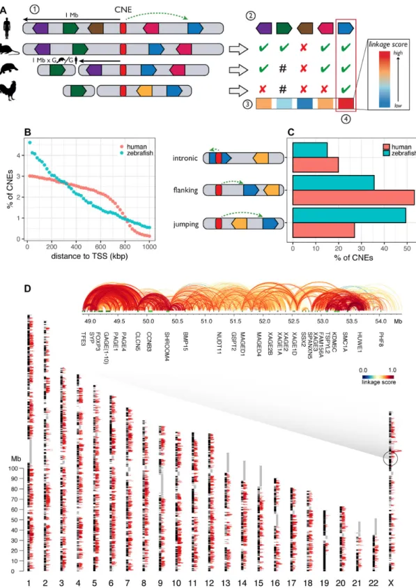 Figure 1. Application of the PEGASUS method and on the complete human and zebrafish genomes