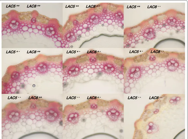 Fig. 3  Lignin patterning in different genotyped mutants. Cross sections of dried stems from F2 plants subjected to phloroglucinol–HCl are  imaged