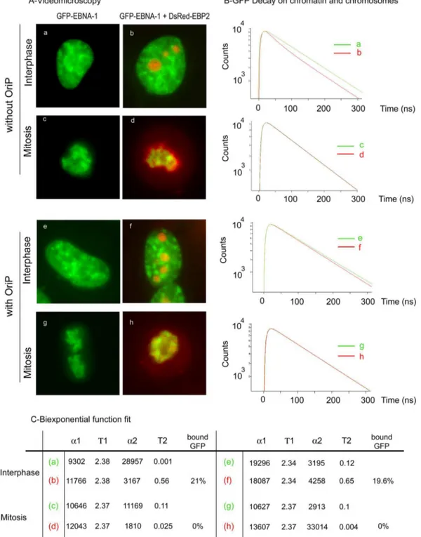 FIG 6 oriP does not promote interaction between EBNA-1 and EBP2. (A) HeLa cells expressing GFP–EBNA-1 or coexpressing GFP–EBNA-1 and DsRed-EBP2 with or without oriP were observed by video microscopy as indicated